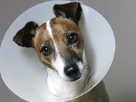 Sick Dog